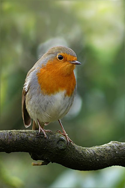 鸟 知更鸟 Erithacus Rubecula - 上的免费照片