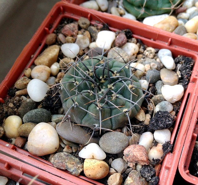 Hymnocalycium 仙人掌 荆棘 - 上的免费照片