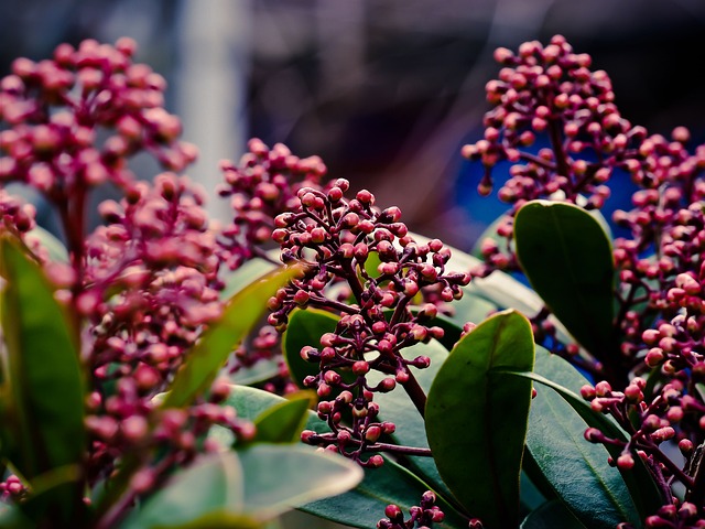 脱脂 花 开花 - 上的免费照片