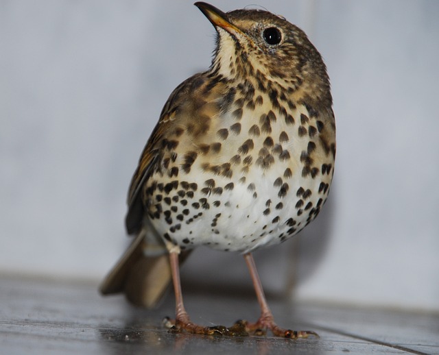 宋信托 Turdus Philomelos 鸟 - 上的免费照片