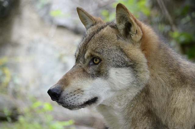 狼 狼脸 野生动物 - 上的免费照片