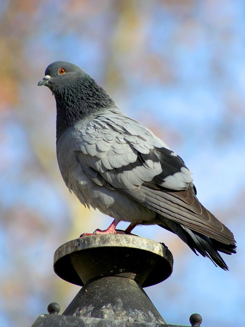 帕洛马 公园 鸟 - 上的免费照片