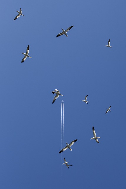 塘鹅 海鸟 飞鸟 - 上的免费照片