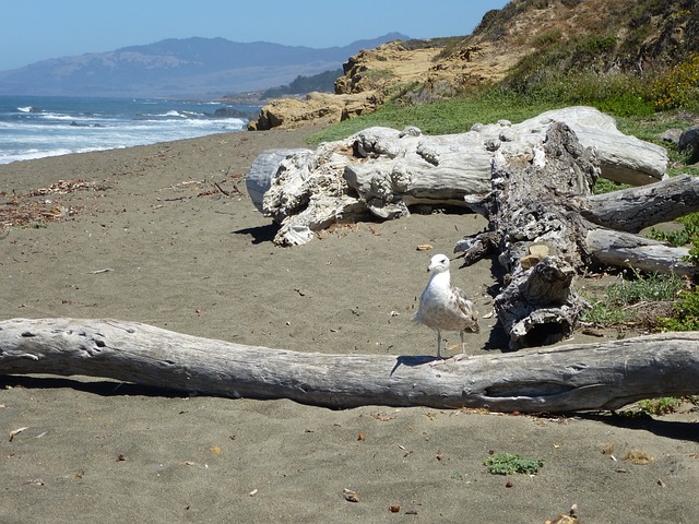 海 海鸥 海岸 - 上的免费照片