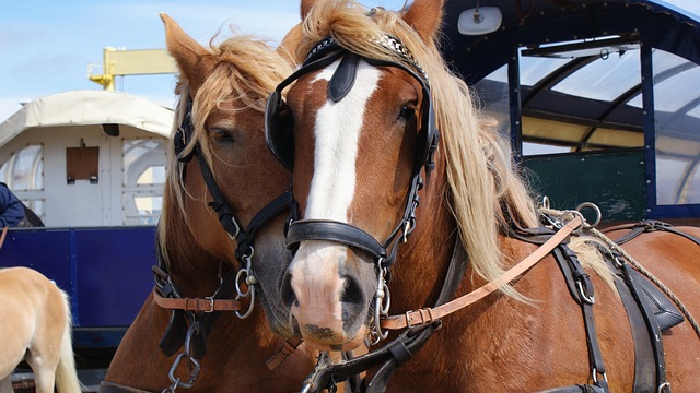 马匹 动物 自然 - 上的免费照片