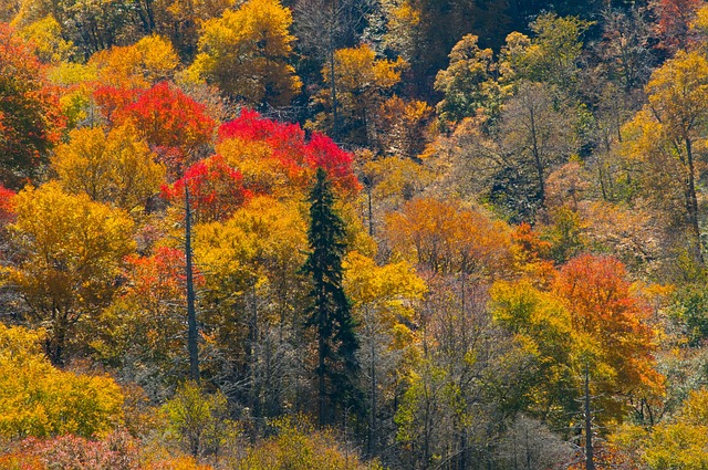 户外 公园 景观 - 上的免费照片