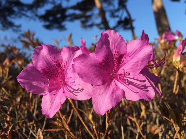 冬花 冬季 花 - 上的免费照片