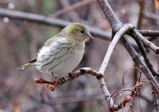 自然 鸟类 桤木 - 上的免费照片