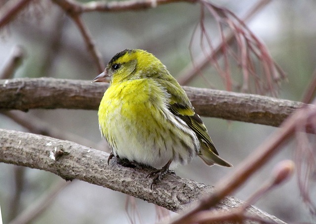 自然 鸟类 桤木 - 上的免费照片