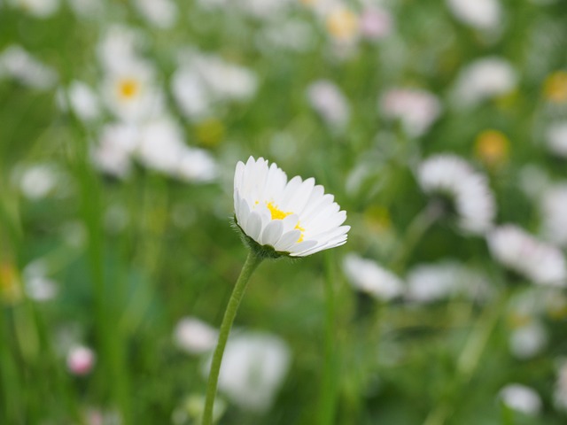 雏菊 花 开花 - 上的免费照片