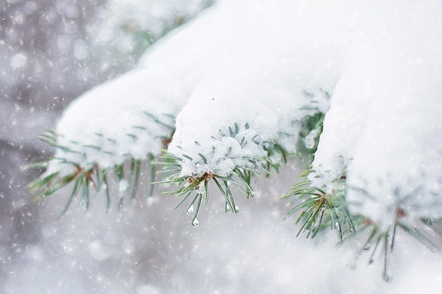 松树下的雪 松枝 冬天 - 上的免费照片