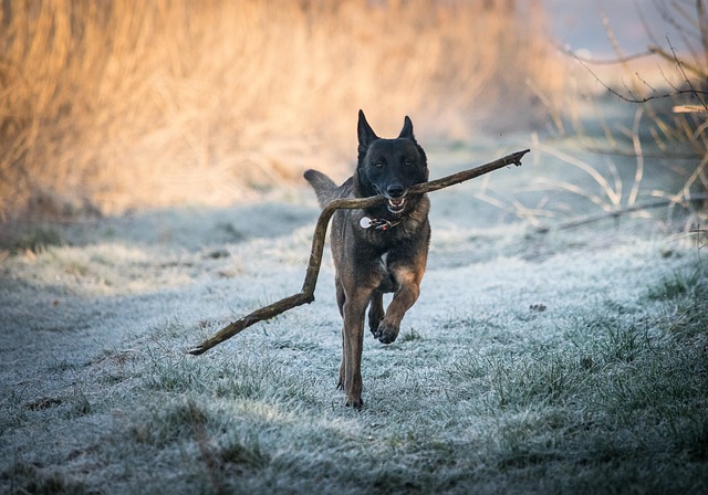 跑步 玛利诺犬 比利时牧羊犬 - 上的免费照片
