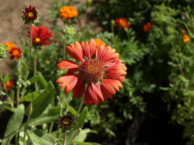 盖拉迪亚 Gaillardia Aristata 花 - 上的免费照片