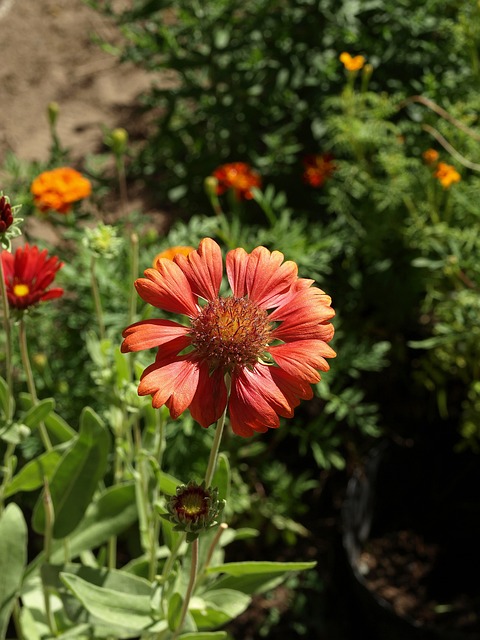 盖拉迪亚 Gaillardia Aristata 花 - 上的免费照片