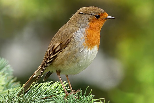 知更鸟 Erithacus Rubecula 鸟 - 上的免费照片