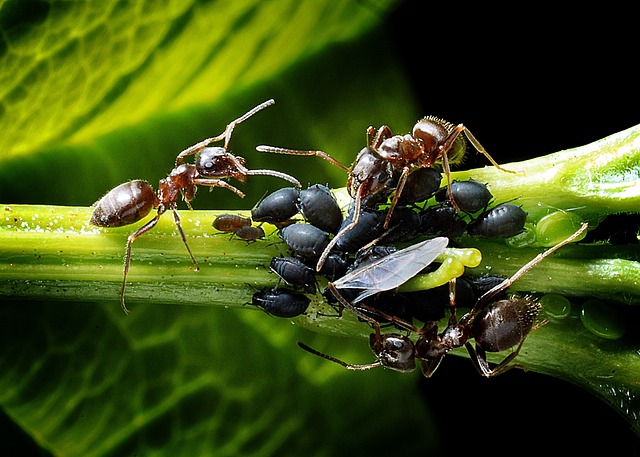 蚂蚁 蚜虫 配种 - 上的免费照片