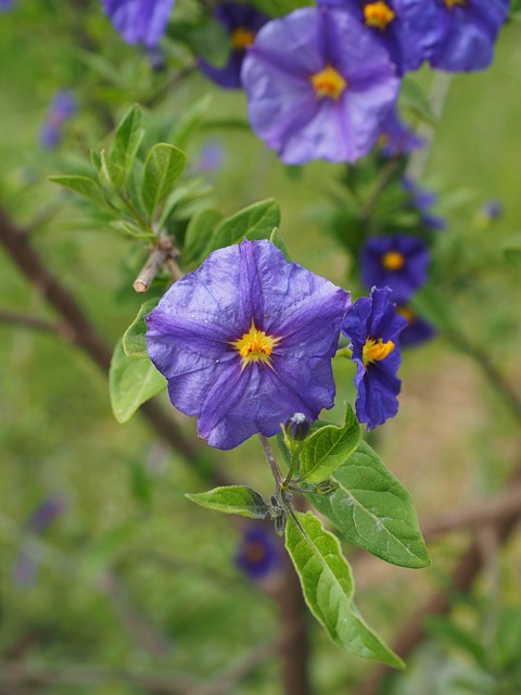 龙胆灌木 开花 紫色的 - 上的免费照片