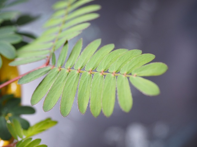 叶子 有羽毛的 含羞草 - 上的免费照片