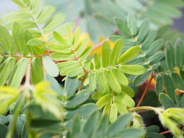 含羞草 树叶 绿色 - 上的免费照片