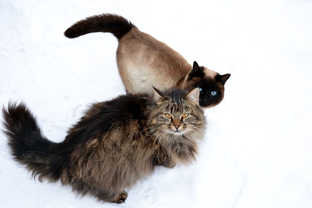 动物 毛茸茸 西伯利亚猫 - 上的免费照片