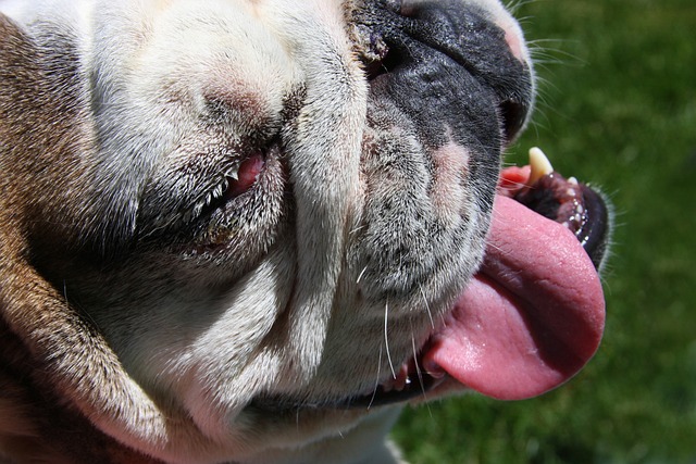斗牛犬 快乐的 英语 - 上的免费照片