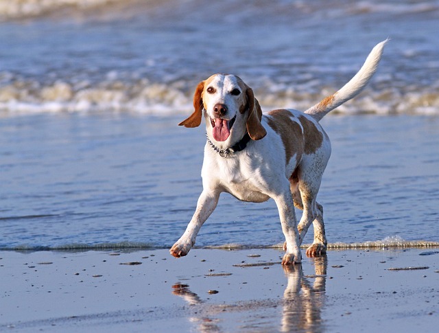 动物 海滩 比格犬 - 上的免费照片