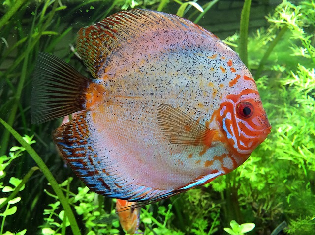 铁饼鱼 Cichlid 水族馆 - 上的免费照片