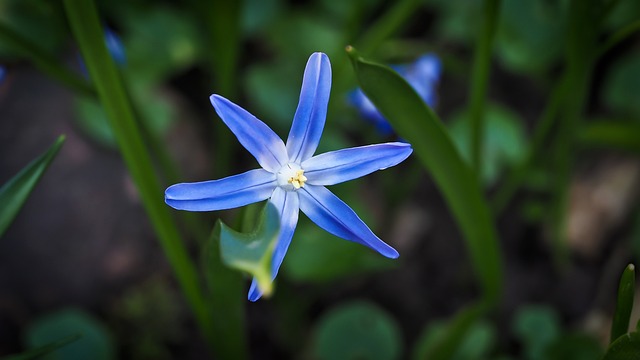 野风信子 花 蓝色的 西班牙 - 上的免费照片