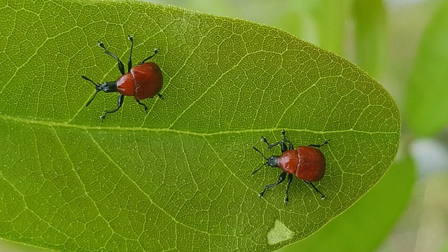 象鼻虫 错误 甲虫 - 上的免费照片