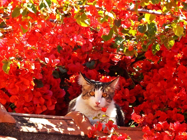 猫 猫科动物 花朵 - 上的免费照片