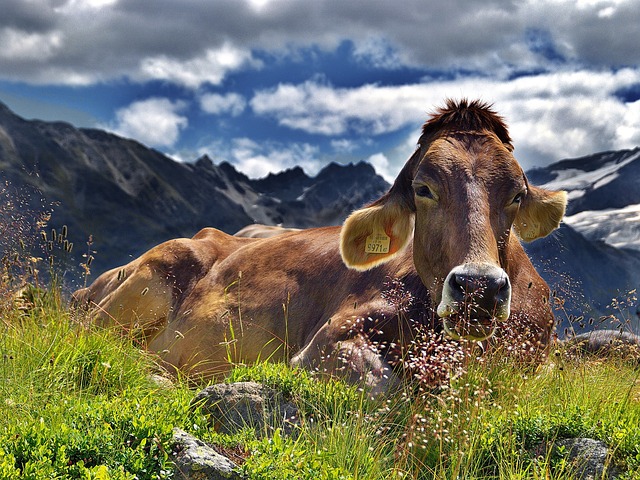 奶牛 阿尔卑斯山 牛 - 上的免费照片