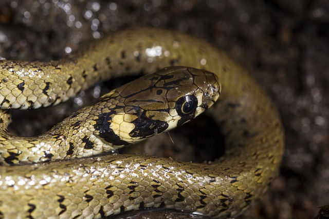 草蛇 蛇 爬虫 - 上的免费照片