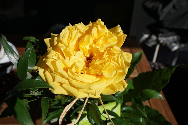 玫瑰 黄色 花 - 上的免费照片