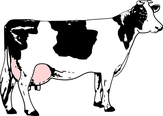 黑色的 布兰奇 奶牛 - 免费矢量图形