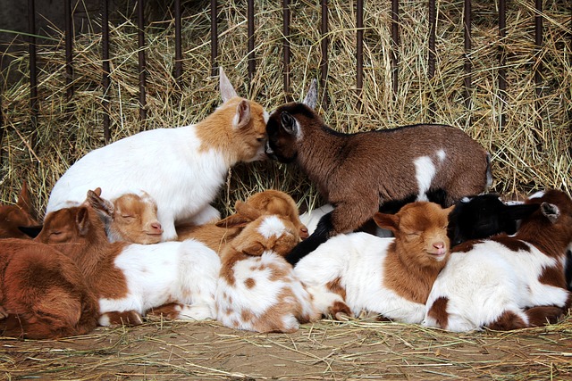 山羊 动物 山羊宝宝 - 上的免费照片