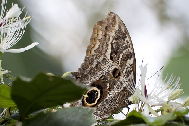 Caligo Eurilochus 眼睛 蝴蝶 - 上的免费照片