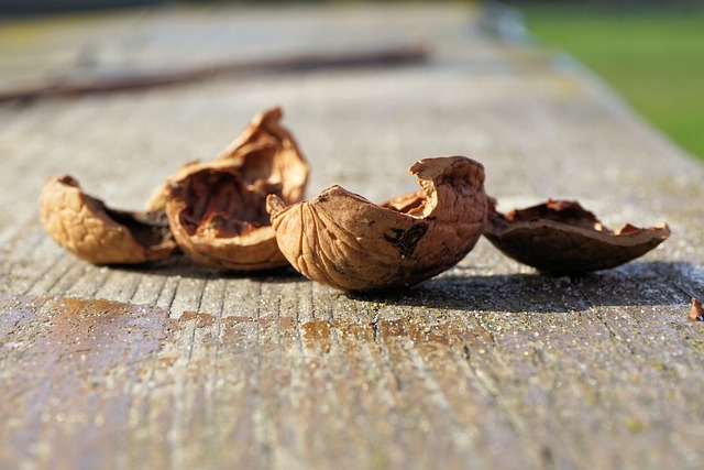 坚果 Nutshells 核桃 - 上的免费照片