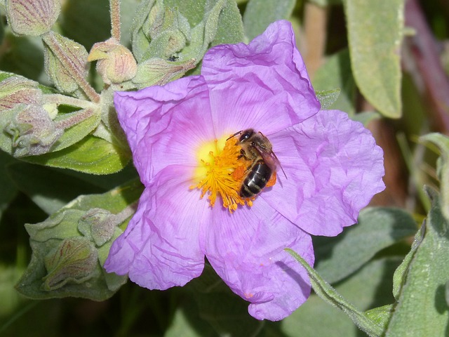 草原 Cistus 蜜蜂 - 上的免费照片