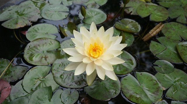 莲花 花 水生植物 - 上的免费照片