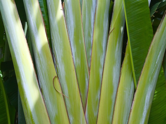 棕榈 茎 植被 - 上的免费照片