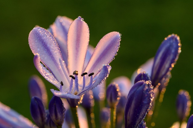 Agapanthus 尼罗河百合 百合 - 上的免费照片