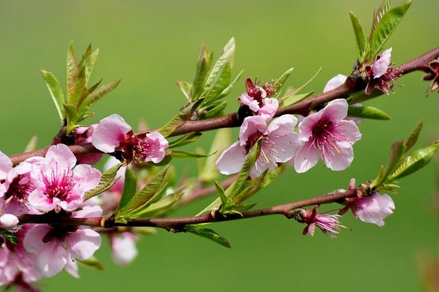 花 Pesco 春天 菲奥里 Di - 上的免费照片