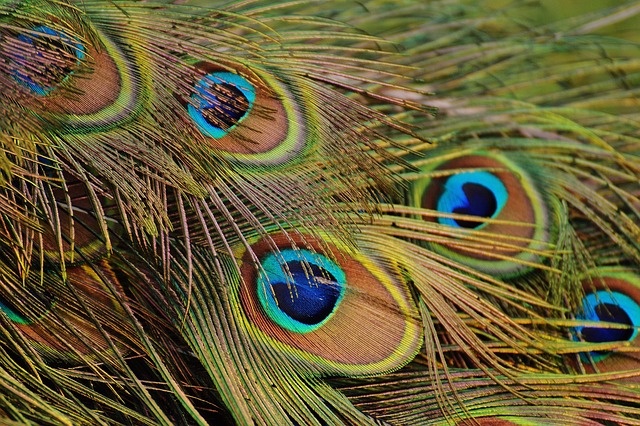 孔雀羽毛 孔雀 鸟 - 上的免费照片