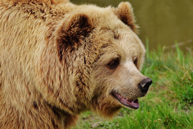熊 野生公果 棕色的熊 - 上的免费照片