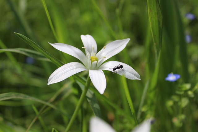 花 蚂蚁 花瓣 - 上的免费照片