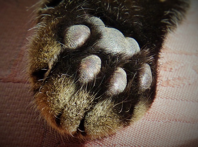 爪子 猫的爪子 爪子印 - 上的免费照片