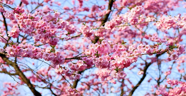 樱花 日本樱桃 闻 - 上的免费照片