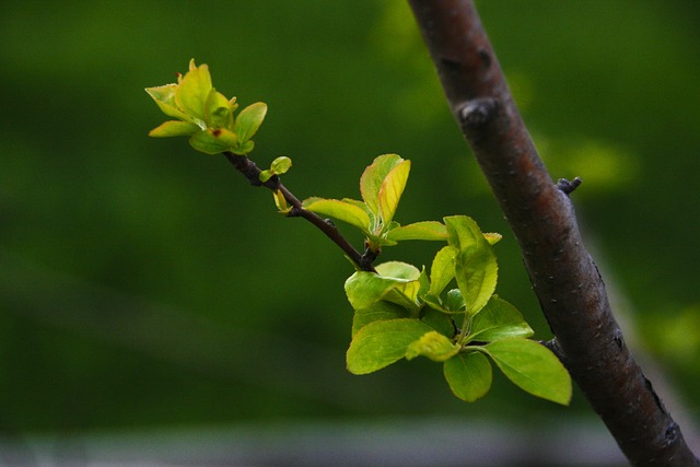 嫩叶 花苹果 芽 - 上的免费照片