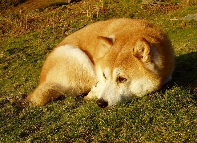 狗 柴犬 红色和白色 - 上的免费照片