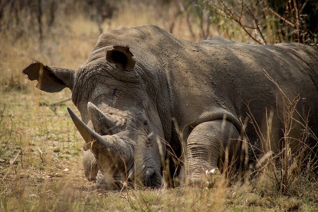 犀牛 非洲 濒危 - 上的免费照片